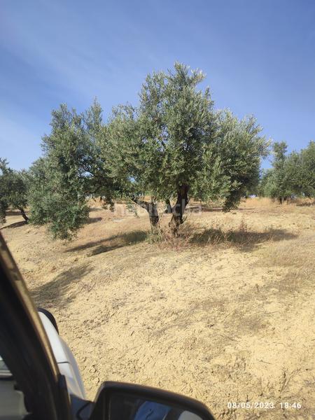 Foto 2f65e78c-0b46-4610-90ff-2f52f54125fe. Finca rústica a Cañete de las Torres