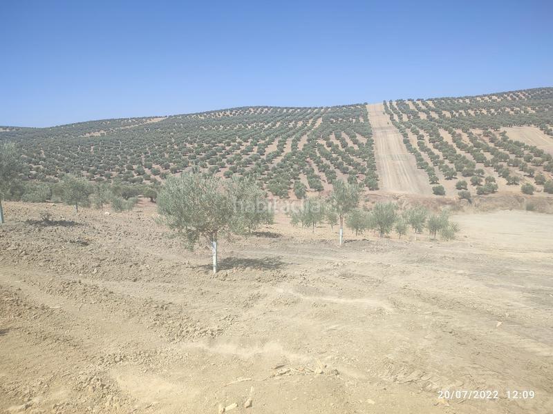 Foto 01e24067-ec40-4f6d-a9d5-dc2999074698. Finca rústica a Bujalance