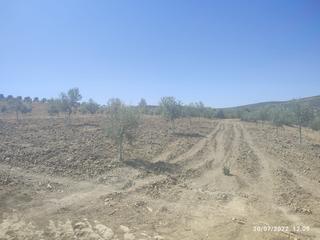 Finca rústica a Bujalance. F37- finca rústica en morente