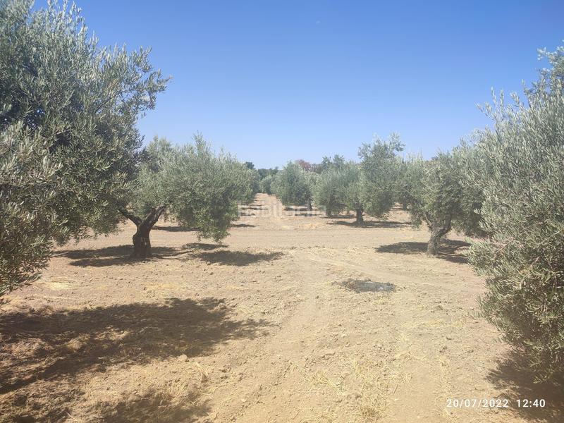 Foto 784f25ab-f5ac-4187-86f1-4ff270d9db0d. Finca rústica a Cañete de las Torres