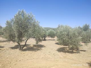 Finca rústica a Cañete de las Torres. F43- finca rústica en cañete