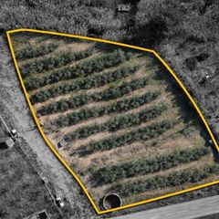 Terreny residencial a Carrer poligono 10, parcela 63. Finca rústica de 3.439 m2 con olivos, balsa y acceso directo