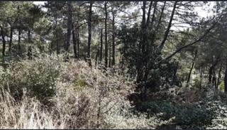 Wohngrundstück en Calle de las palmas 664. “parcela urbana en entrepinos (1.590 m²) – oportunidad de invers Wohngrundstück en Calle de las palmas 664. “parcela urbana en entrepinos (1.590 m²) – oportunidad de invers