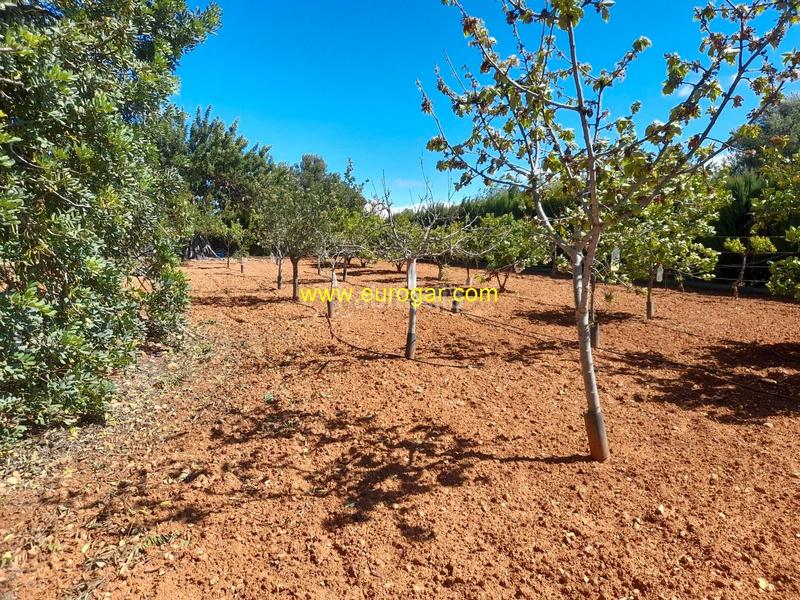 Foto 69eb677a-2fd5-4e41-8aaa-e9f3acab2bb5. Xalet amb calefacció a Cheste