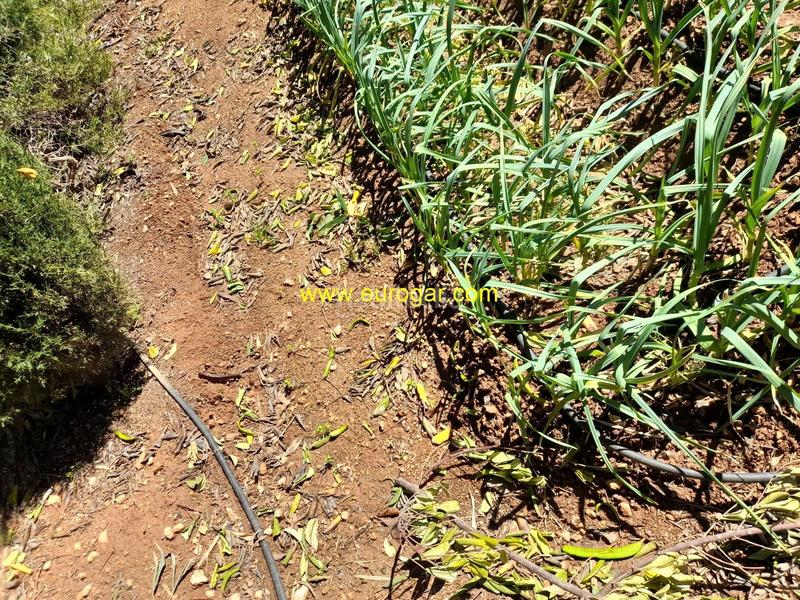 Foto e022f67d-7426-4970-914b-9bd8f1913f6b. Xalet amb calefacció a Cheste