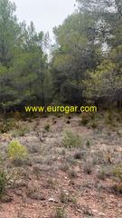 Finca rústica a Centro. Parcela de pinos llana de 20000m2 aproximadamente.