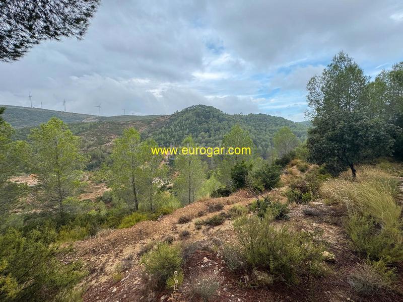 Foto 4f0f67ce-15e2-4bc7-837d-ab7d0d2a49e3. Bauernhof in Buñol