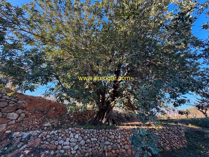 Foto 784408a1-2b14-4ec9-bbd8-182f27ec4528. Landgut in Centro Chiva