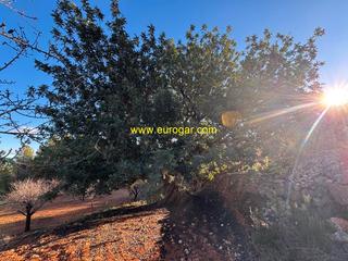 Rural plot in Centro