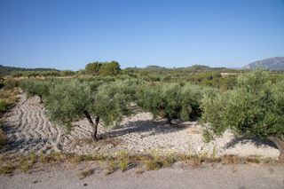 Terreny residencial a Almudaina. Finca agricola en almudaina