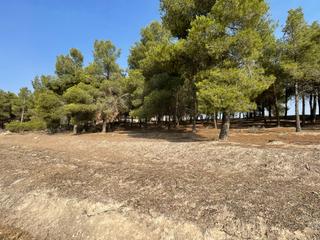 Fondo rustico  N/a. Finca de pinos