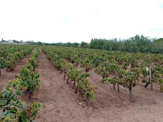 Propriété à Villanueva Golf. Venta de parcela rústica marquesado puerto real