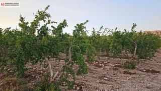 Finca rústica a El Castillo. Estupendo terreno en aspe de 15.710 metros muy bien situado