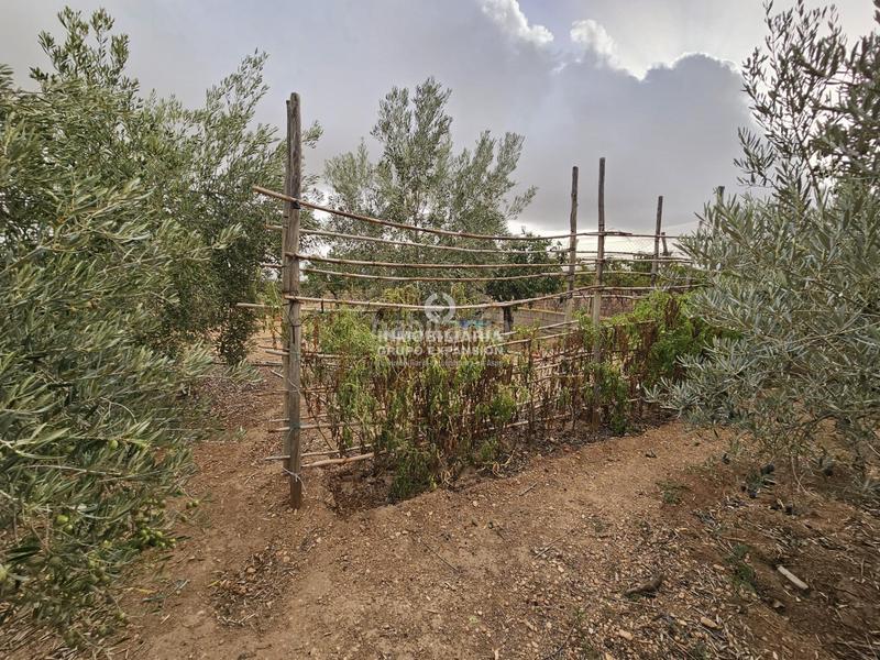 Foto d3b9d889-c7cc-4edd-bac7-d09ff3fbcd52. Chalet  con piscina y almacén muy bien situado en Aspe