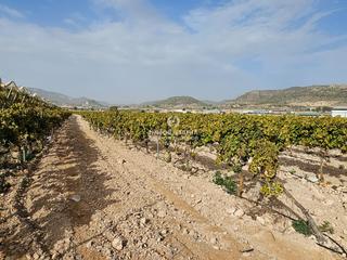 Propriété à Romana (la). Terreno en la romana de 20.000 metros muy bien situado