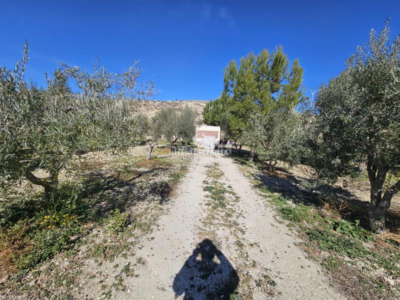 Foto 1f5d8440-6a74-462a-a1c2-b4a8ac884787. Finca rústica a El Castillo Aspe