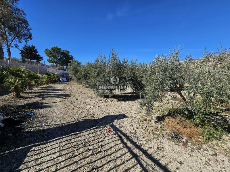 Foto 4fddba28-766d-4473-9bf6-8bdd5fbb576e. Finca rústica a El Castillo Aspe