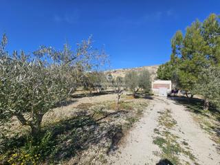 Finca rústica a El Castillo. Terreno de 8.032 metros en aspe muy bien situado
