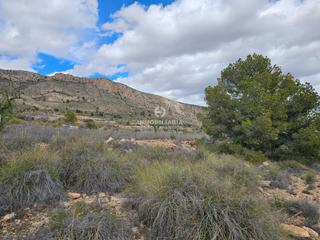 Propriété à Romana (la). Terreno rural de 5.000 metros en la romana, zona la algayat muy