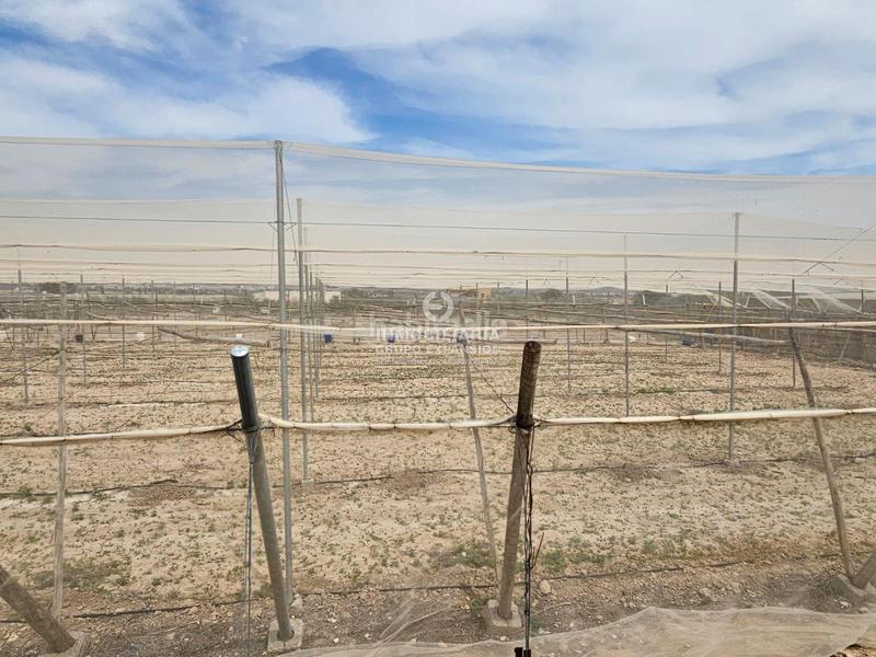 Foto 79d32b5e-1f2c-4d83-8b67-8b996ba66636. Finca rústica a El Castillo Aspe