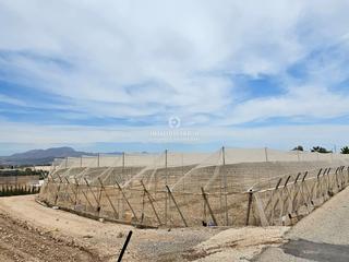 Finca rústica a El Castillo. Magnífico terreno en aspe de 1.700 metros muy bien situado