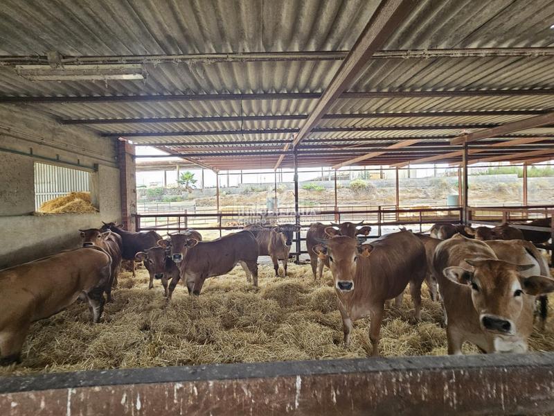 Foto 3ace9a91-bb7d-4e9a-b692-ff618538187c. Chalet dans Babel Alicante