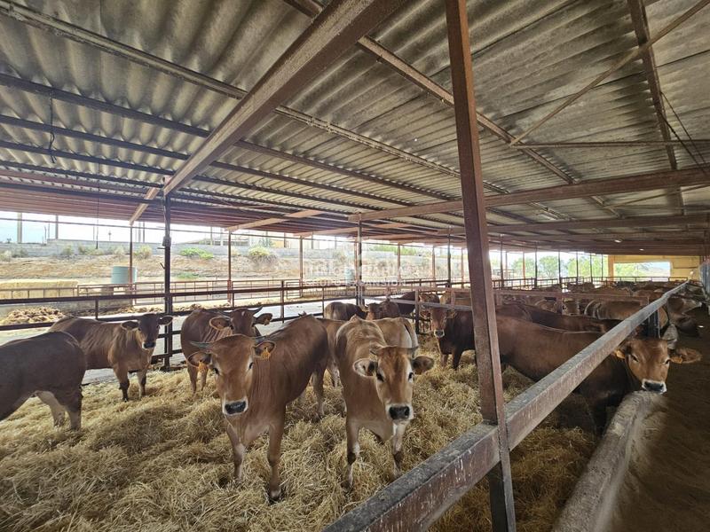 Foto 496544fb-ee46-441c-b1b4-8d8496e66957. Chalet dans Babel Alicante