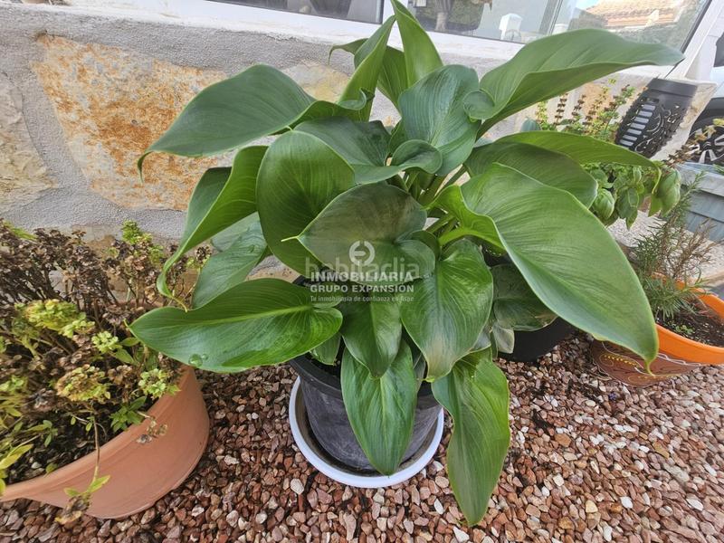 Foto 6310e3d4-b3e9-4cc0-a29b-695f96f8c9a2. Chalet mit heizung pool in Hondón de las Nieves