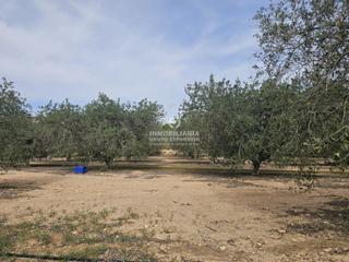Finca rústica en Monforte del Cid. Terreno en monforte del cid de 8.000 m muy bien situado