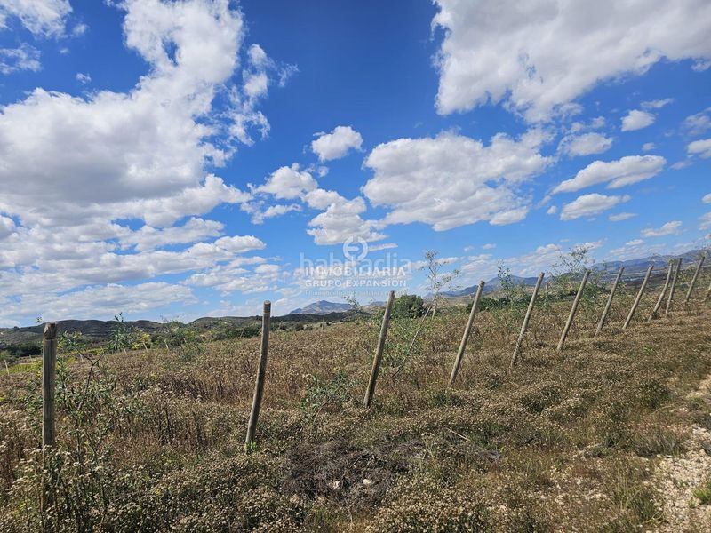 Foto 6a6a4965-1ce6-44dd-b5f4-5131b0eb54c7. Finca rústica a Monforte del Cid