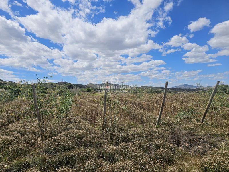 Foto a0f62e81-3abd-4c1e-ae58-382adebc0b3d. Finca rústica a Monforte del Cid