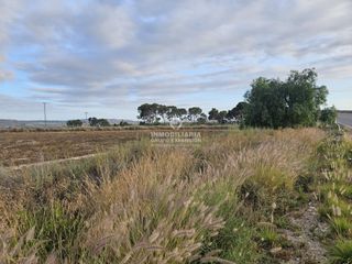 Finca rústica a Novelda. Terreno en novelda de 5.800 metros muy bien situado
