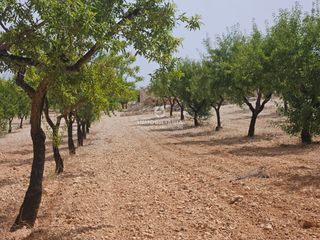 Finca rústica a Romana (la)