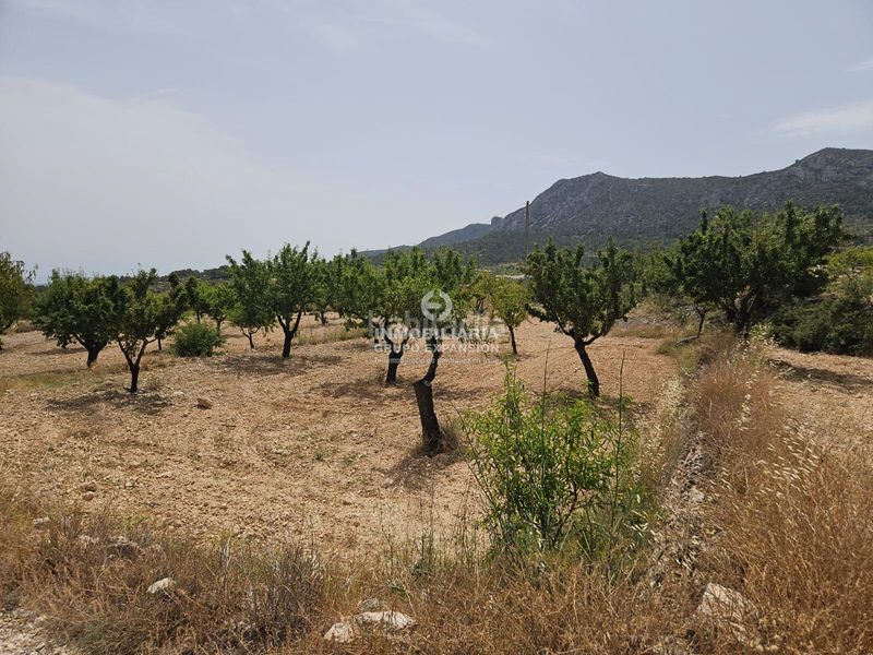 Foto 1793f860-a436-4bf6-a0c2-a1fcb604f696. Finca rústica a Romana (la)