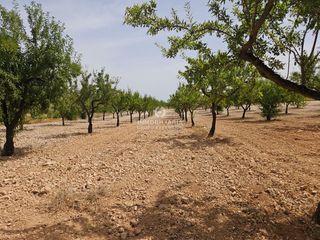 Finca rústica a Romana (la)