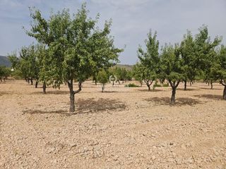 Finca rústica a Romana (la)