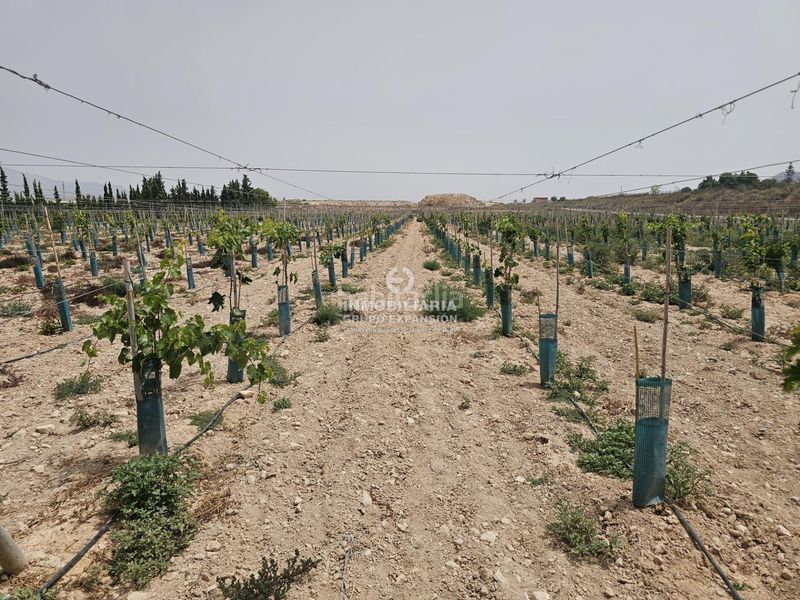 Foto a3a0b4d5-f1bf-4e26-8c78-6cf42d4cbba3. Finca rústica a Monforte del Cid
