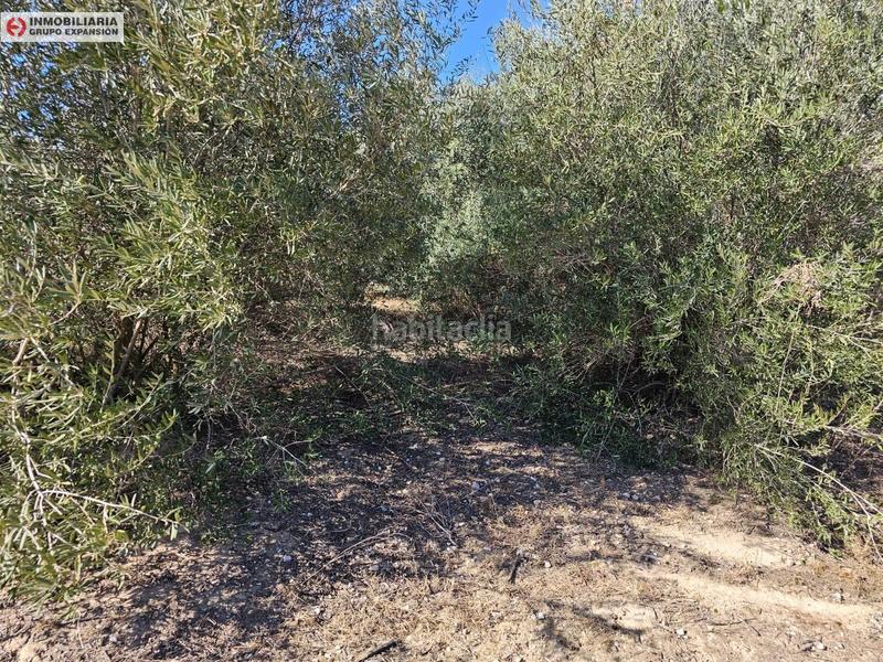 Foto db882171-78c3-4ffe-8969-6a6992cbea1d. Xalet a El Castillo Aspe