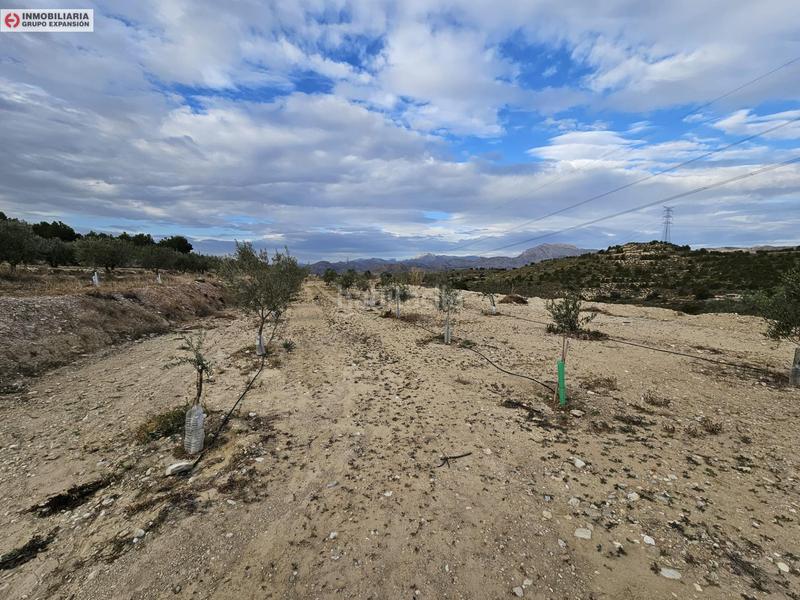 Foto c70bb5a0-ce4b-4b40-96b9-2ca725492410. Fondo rustico in Busot