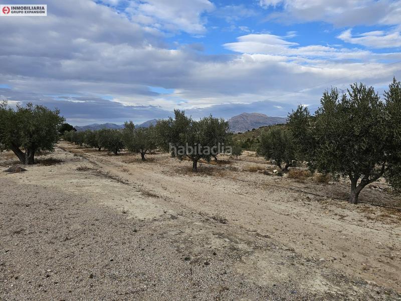 Foto d5a90ce3-10e0-470e-ad0a-9c28ae762587. Fondo rustico in Busot