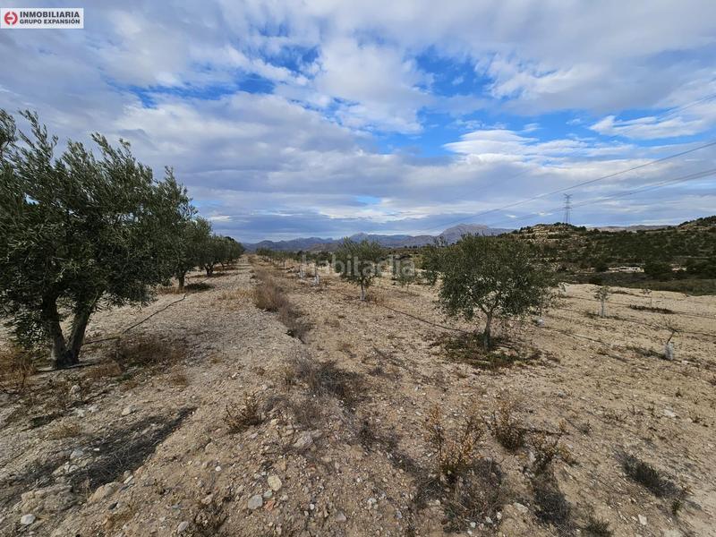 Foto e0257176-a0d6-42a5-a38c-f20546e438af. Fondo rustico in Busot