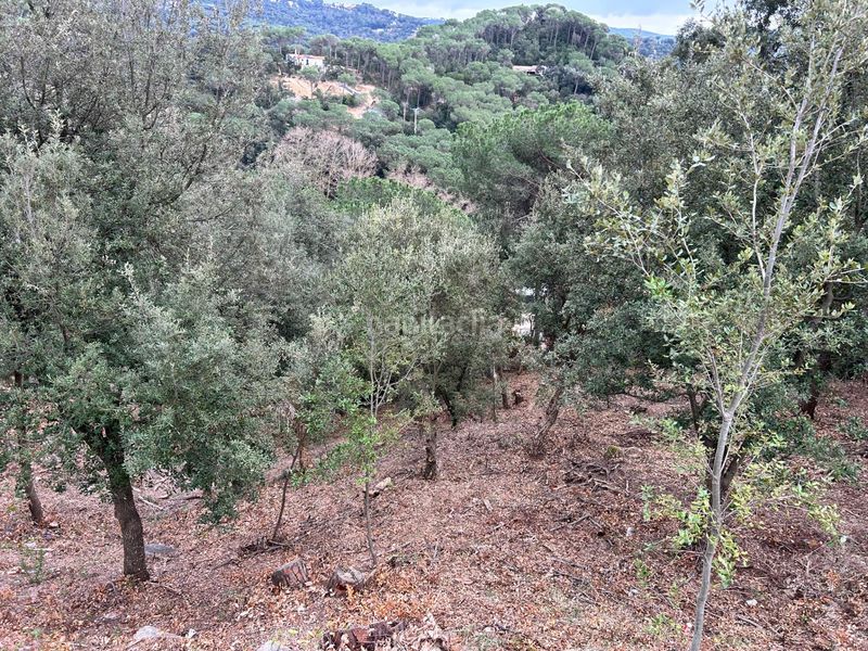 Foto a756ab9b-4e59-4e15-925c-c61f2be6045d. Terreny residencial a Can Massuet del Far Dosrius
