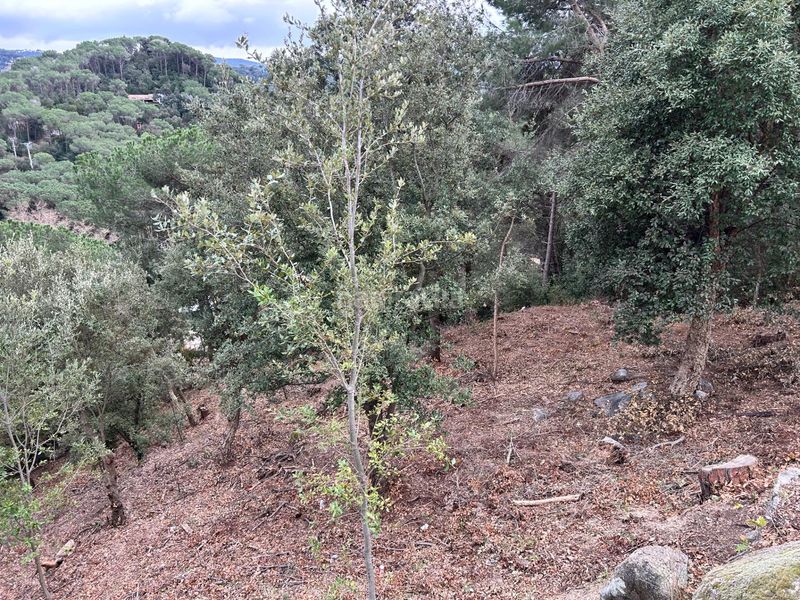 Foto c26e07c3-f087-4dbc-b00d-05076aeb2c98. Terreny residencial a Can Massuet del Far Dosrius