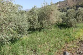 Masia a Órgiva. Finca rúst. en venta en polígonos.