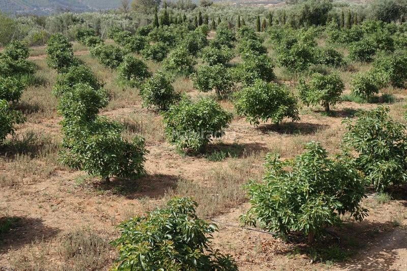 Foto 54958ee3-8003-4d64-b15a-ee9a8a4447ee. Masía finca rúst. en venta en polígonos. en Órgiva