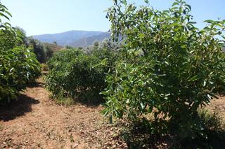 Finca rústica a Órgiva. Finca rúst. en venta en polígonos.