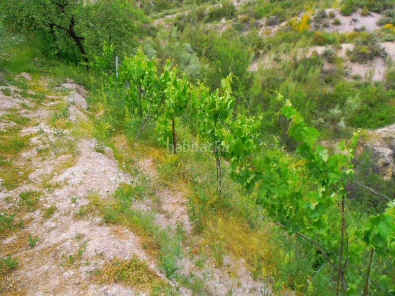 Foto 97266d35-7190-46e2-aae2-9790bcf9ceaf. Masia a Órgiva