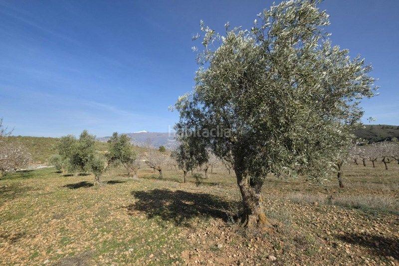 Foto 2acce2da-6936-4349-a335-6f815f68a7ed. Finca rústica a Valle (El)