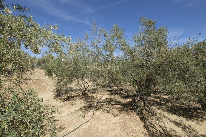 Foto ea8bc44a-8835-45b1-aeb2-c7d73a8be3cf. Finca rústica a travesia jose mariano vallejo 4 a Valle (El)