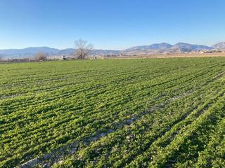 Propriété  Calle real de pinos puente. Finca rustica en pinos puente